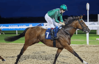 Tuco – Horse
