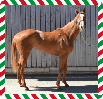 Havana Oaks – CGG-2