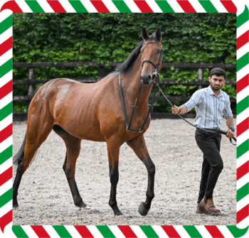 Sea Tempest – CGG-2