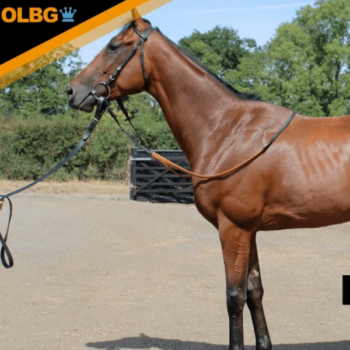 OLBG Syndicate